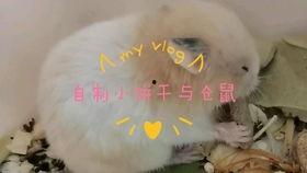 吃瓜声背景音,揭秘吃瓜群众的狂欢盛宴