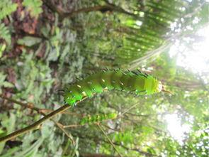 罗威的森林吃瓜,一场奇幻的吃瓜之旅