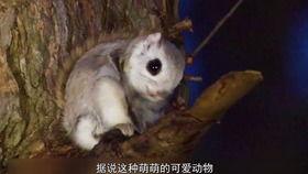 动物世界斑马吃瓜,探寻斑马独特的“吃瓜”生活
