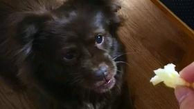 狗子吃瓜拉稀,探究原因及预防措施