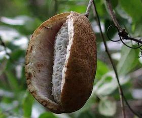 梦见吃八月瓜吃,八月瓜的甜蜜诱惑