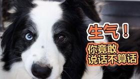 狗狗吃瓜过敏,揭秘瓜类食物对宠物的潜在风险