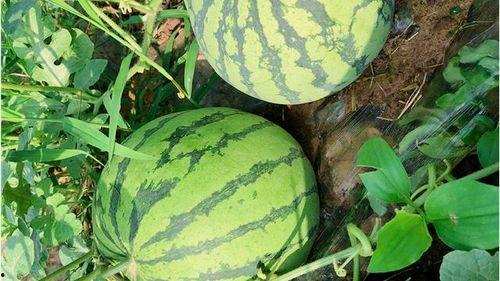 福农吃瓜,揭秘农村生活的酸甜苦辣