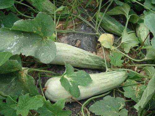 月经吃酥瓜,酥瓜助力女性健康养生