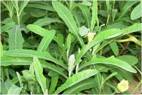 吃中药可以吃蒿瓜吗