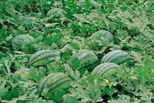 晒干马草瓜怎么吃,晒干马草瓜的多样食用方法探索