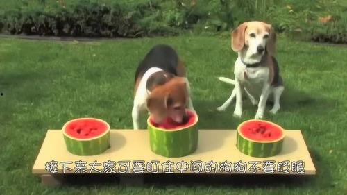 搞笑狗子吃瓜视频,搞笑狗子吃瓜大作战