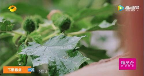 云龙区吃瓜,一场吃瓜者的味蕾狂欢之旅