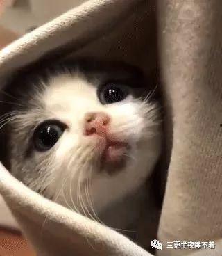 啾咪吃瓜事件,网络舆论的狂欢与反思