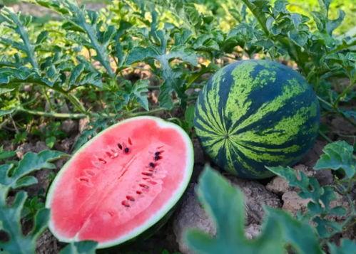 天泽豪庭吃瓜,一场吃瓜盛宴背后的故事