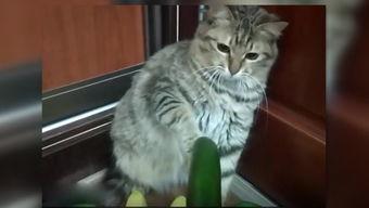 吃瓜小猫特效视频,揭秘吃瓜小猫特效视频的奇幻之旅