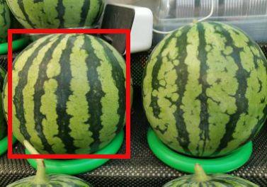 瓜甜不甜吃不吃,一试便知——品味生活的小确幸