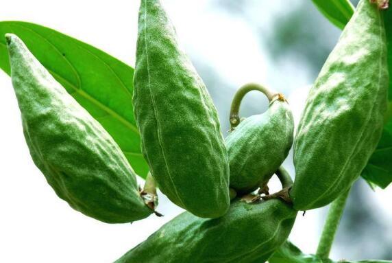 牛角瓜婴儿可以吃么