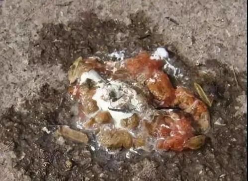 吃瓜腹泻便血死亡,腹泻便血致人死亡，食品安全警钟长鸣！”