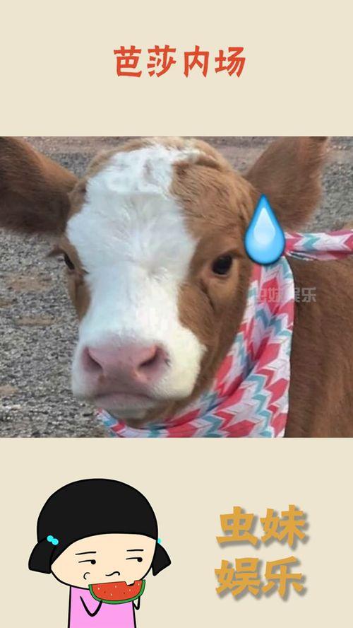 带你吃瓜抖音作品,带你揭秘抖音热门“吃瓜”作品背后的故事