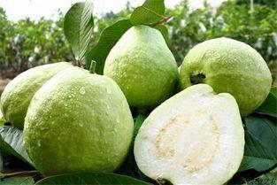 江西韶瓜如何吃,多味食法，尽享夏日清新美味