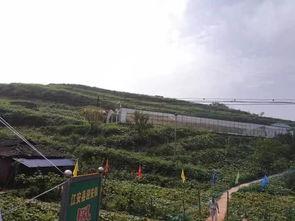 临安吃瓜群众事件,网络舆论的狂欢与反思