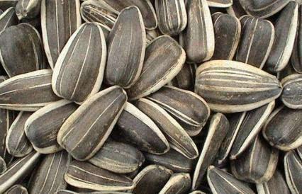 孕期可以吃斛瓜吗,孕期适量食用斛瓜有益健康