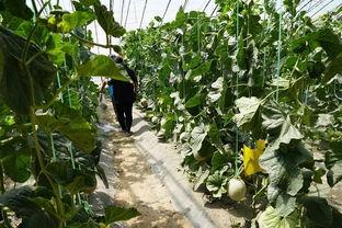 顺平吃瓜视频,一场全民参与的趣味盛宴