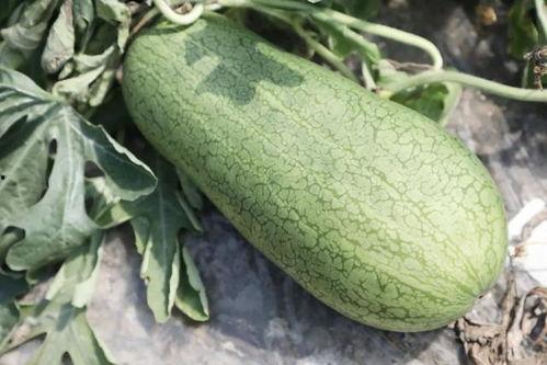 吃的瓜都是什么瓜做的,揭秘各式瓜果背后的制作奥秘