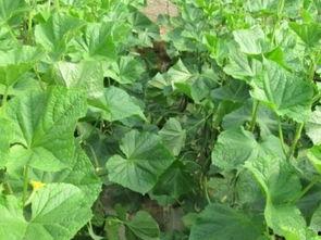 吃瓜摘叶,揭秘娱乐圈背后的故事