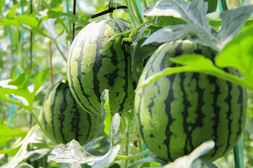 限免吃瓜,揭秘热门应用免费福利背后的秘密