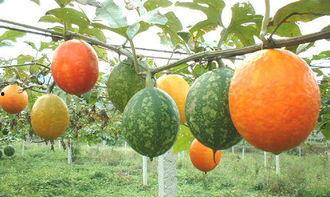 小狗可以吃吊瓜吗怎么吃,如何安全喂食