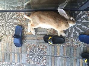 吃瓜兔子酱,揭秘娱乐圈的甜蜜瓜果与趣味故事