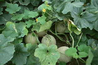 哈密瓜的瓜子可以吃吗,美味可口的天然零食探索