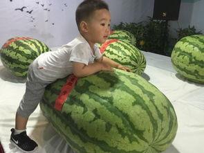 王大头带你吃瓜,尽享人间烟火气