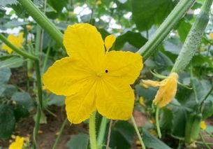 吃瓜的小玫瑰,揭秘娱乐圈那些事儿